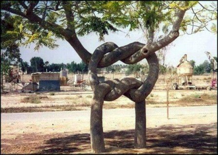 Knots in a tree